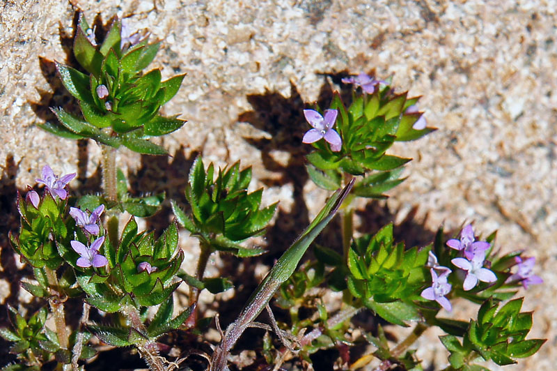 Sherardia arvensis